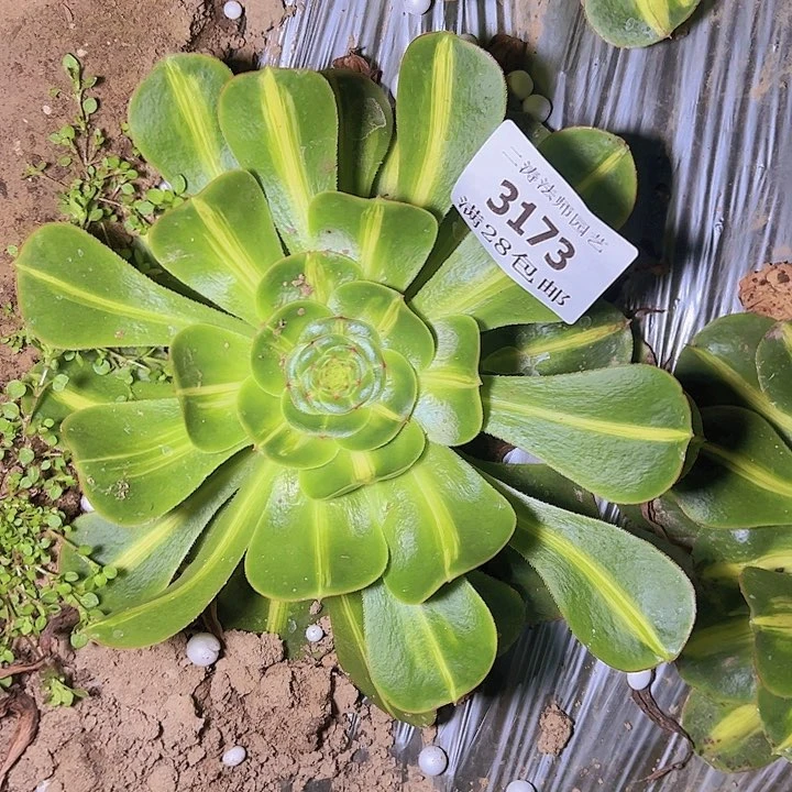 3173暴君多肉植物