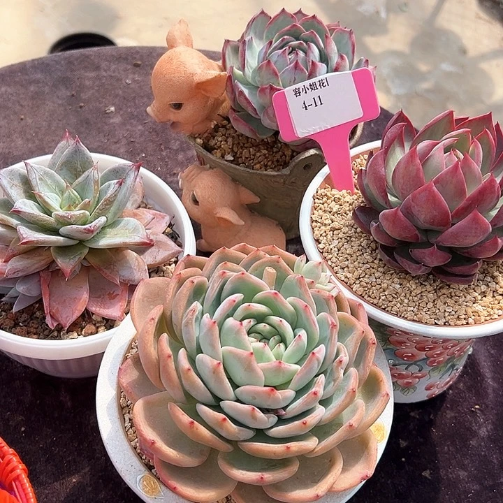 4.11一筐多肉脱土