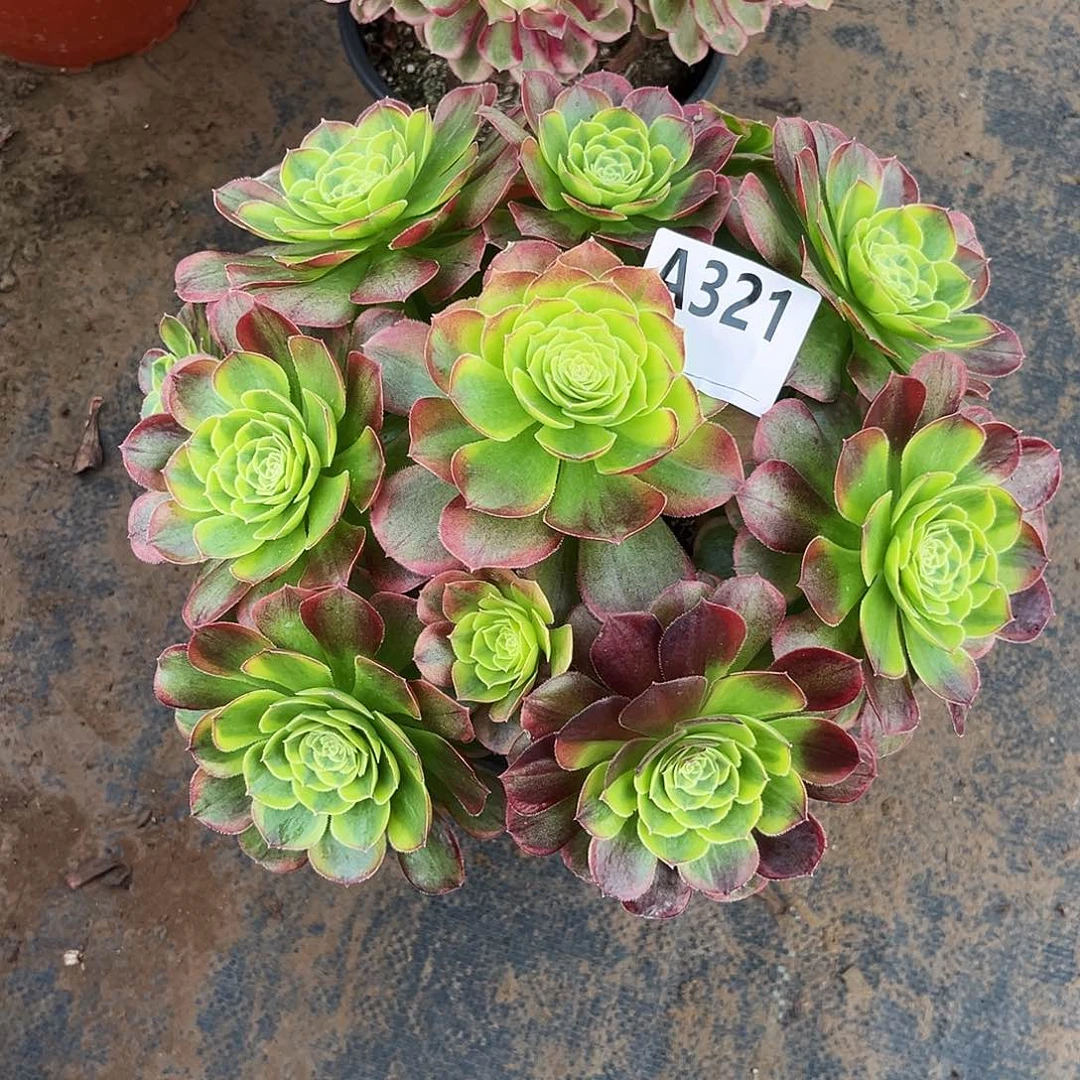 多肉植物奶白锦321多肉