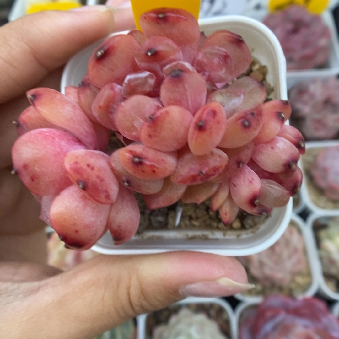 红色恋人小树11号。