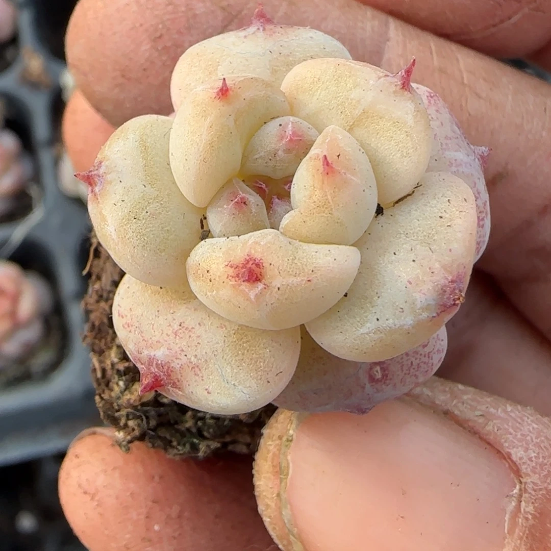 多肉小卡拉米糖心一物一拍