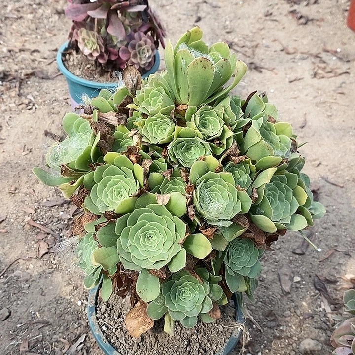 绿羊绒多肉植物030