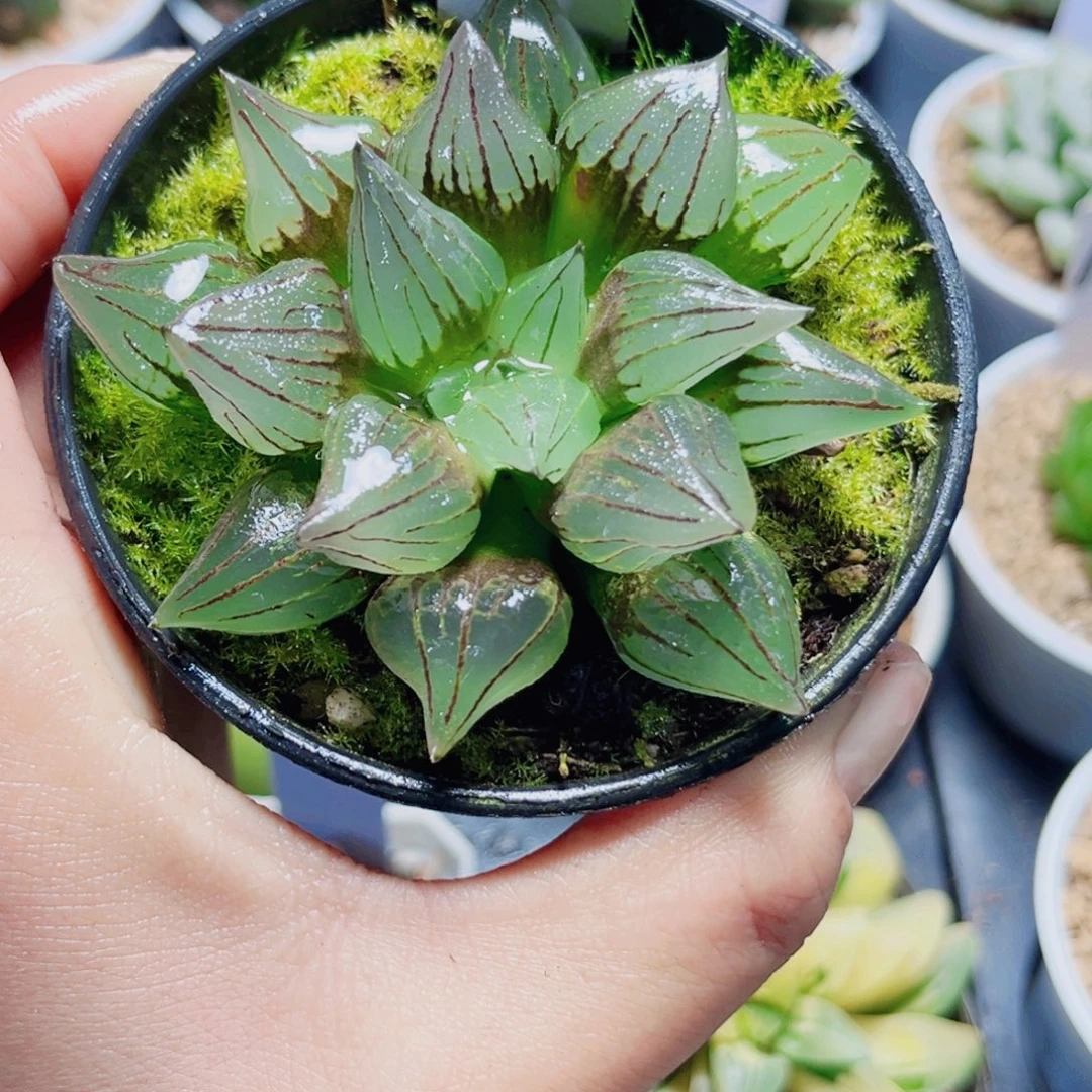 西瓜寿多肉植物6666