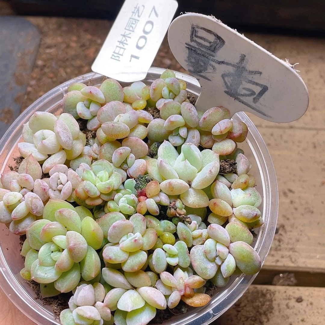 量拍多肉植物多肉植物1007