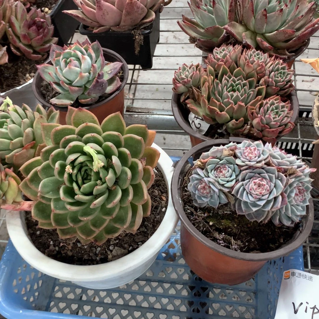 V***叁糖心天鹅绒➕白玫瑰