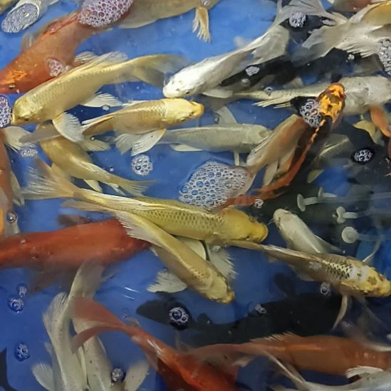 海水鱼精品观赏鱼蝴蝶鲤