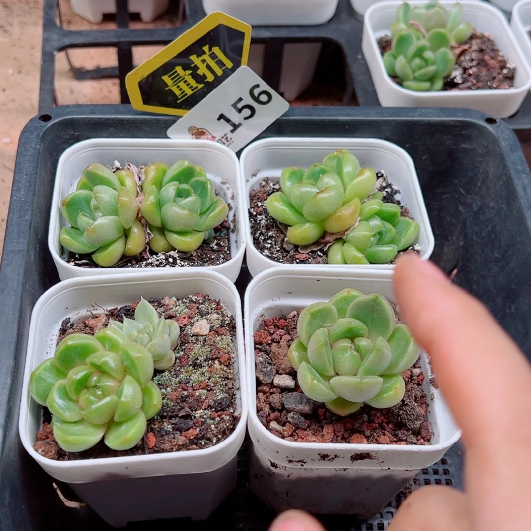 多肉植物多肉植物