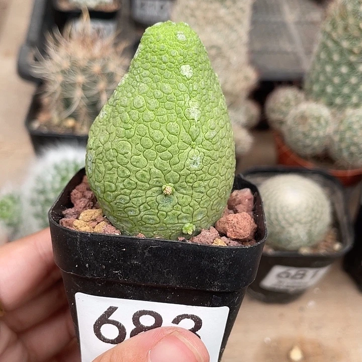 683凝题玉仙人球开花