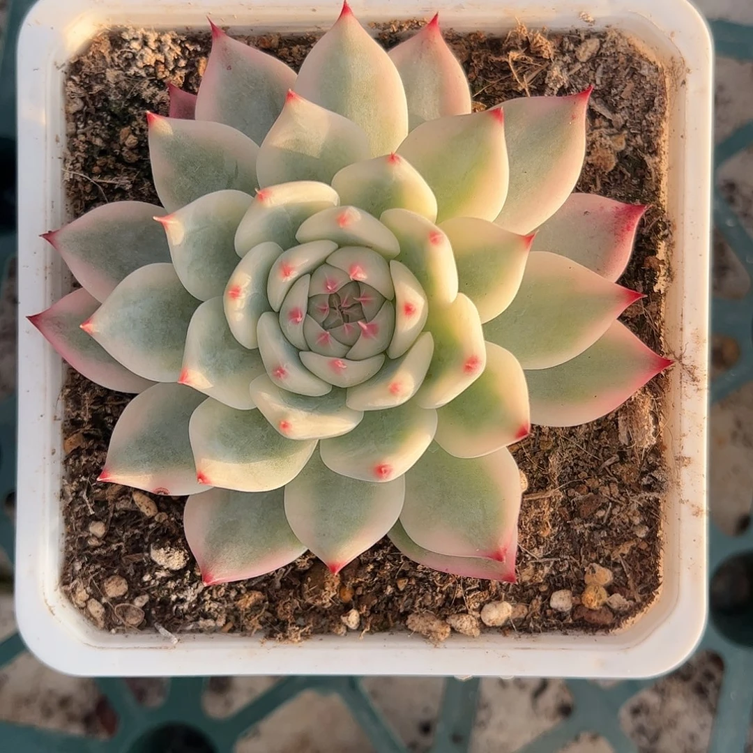 吉娃娃锦 婕宝一物一拍