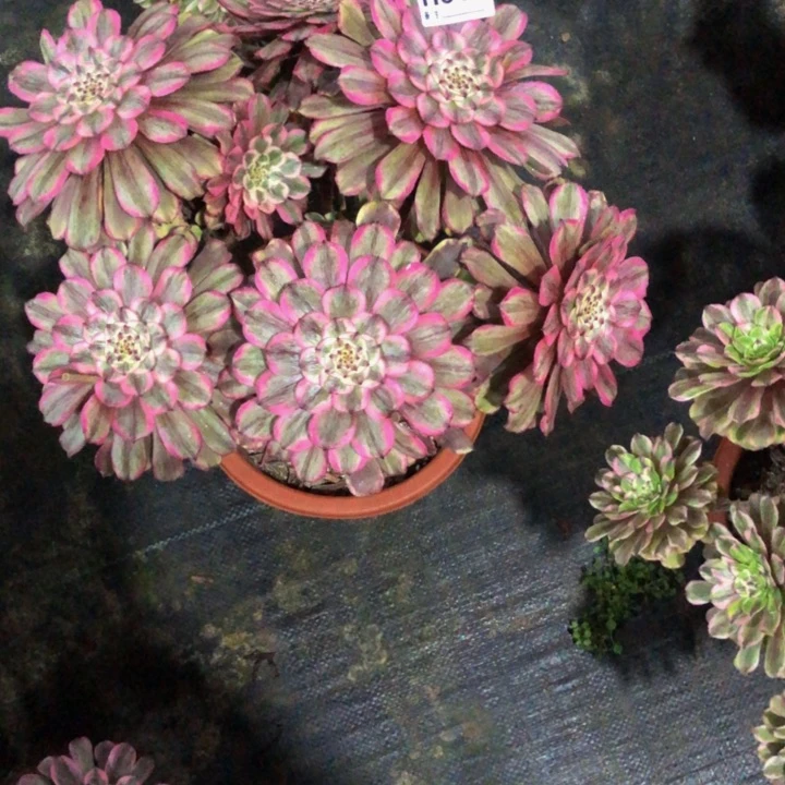 用****莲粉黛多肉619000000000