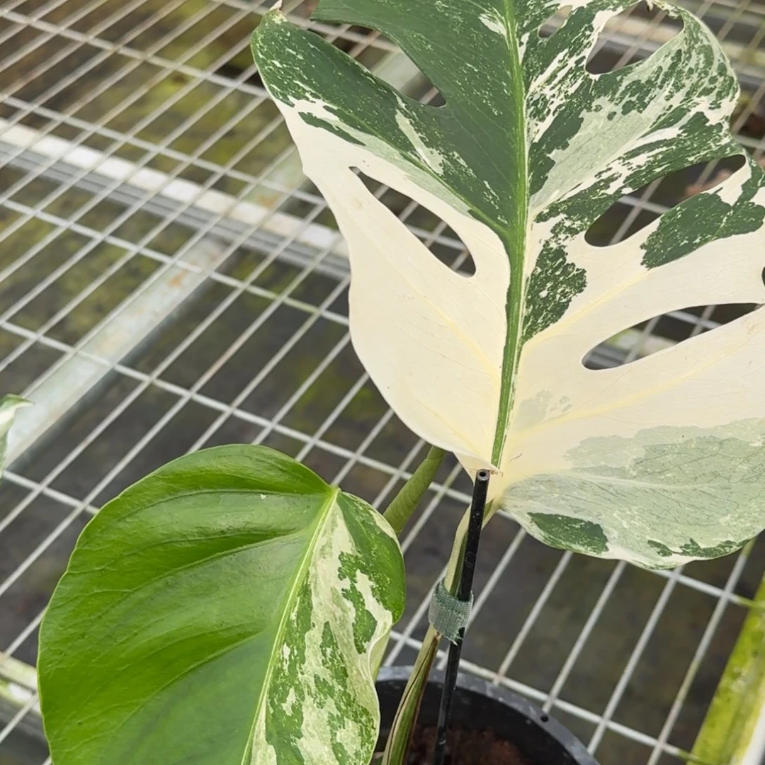 无花朵白锦龟背竹