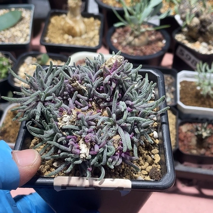 534天赐块根植物，