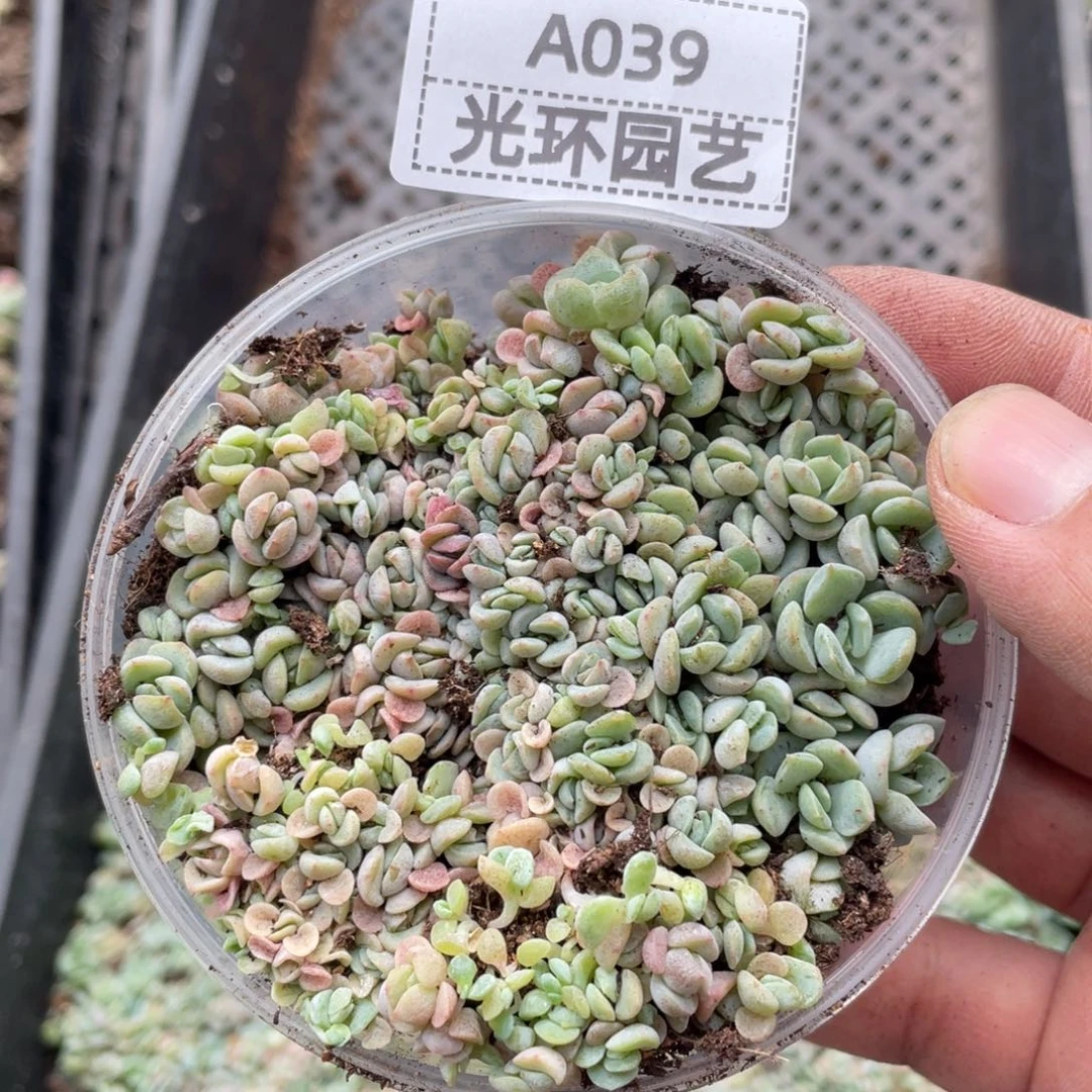 哈***秋a039号梦霜切糕一份