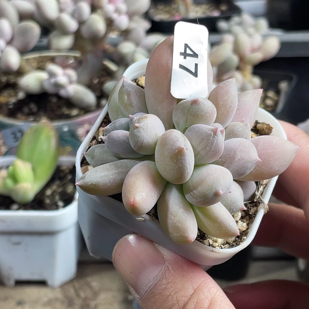 萤火奶酪多肉植物