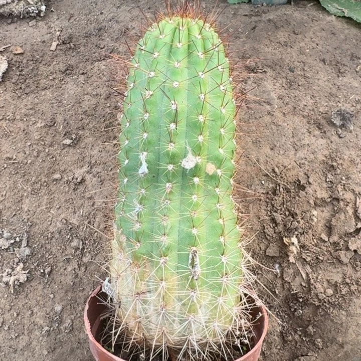 223毛花柱根品种球脱土发货斑，20包邮