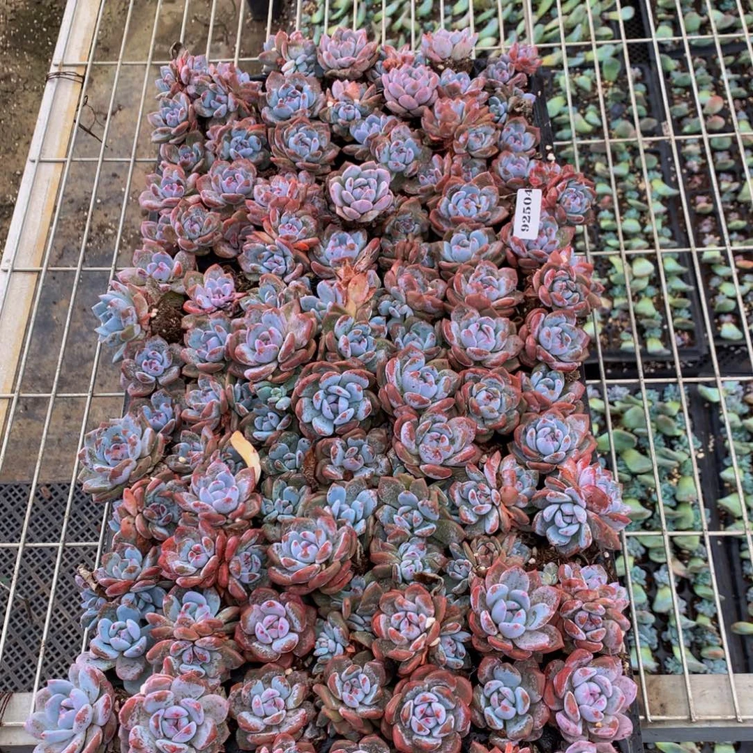 潮***子92504橙子一盘嗯嗯嗯嗯嗯好喜欢
