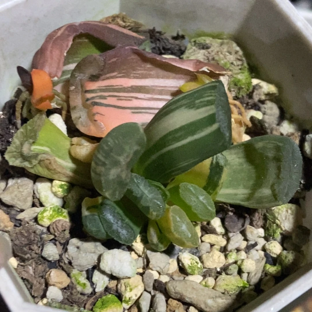 福利玉扇锦底座苗带底座