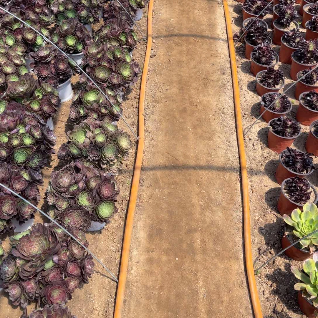 用****95-10-41孔雀翎法师锦盲拍寄养