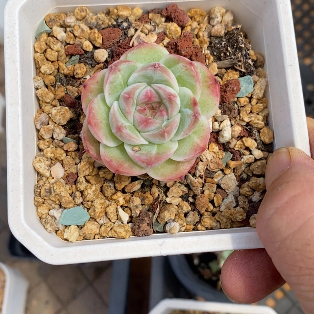 精品多肉一物一拍不包整108