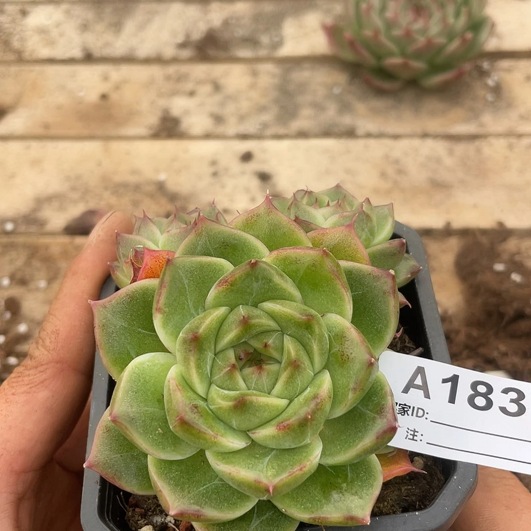 若如东云单拍A183