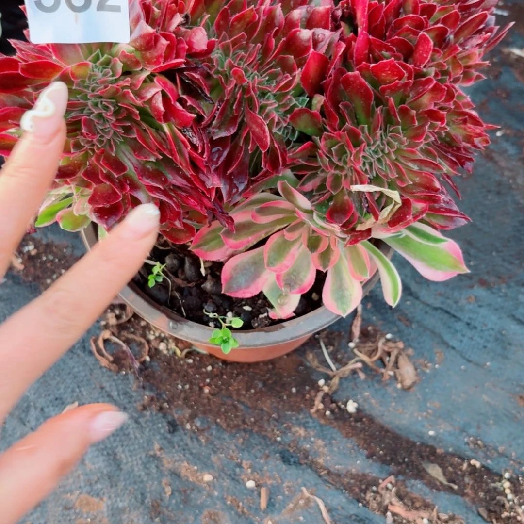 你582 号多肉法师植物探月