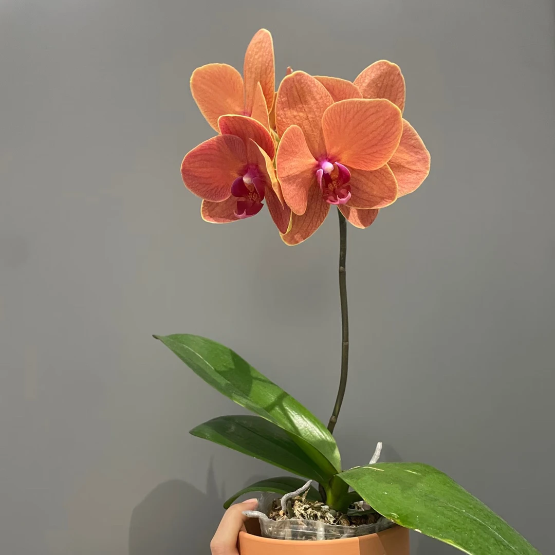 渟叙【椪柑】3.5寸 带花全花发货花卉阳台植物清新网红绿植