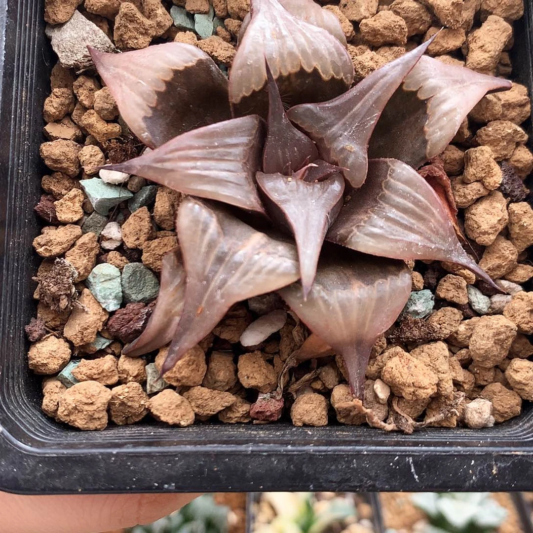 Pinky，一物一拍，带盆带土