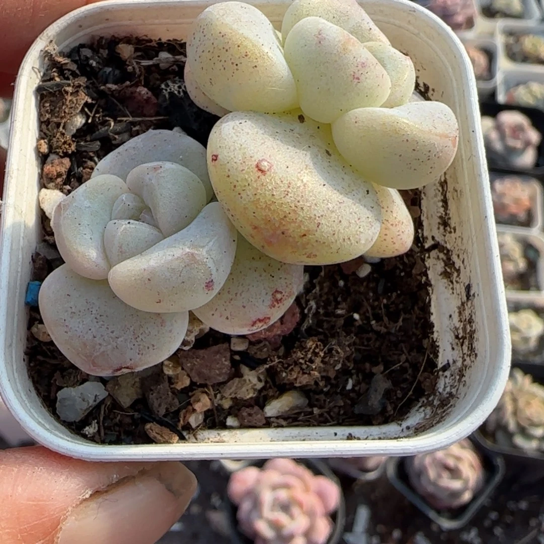 多肉小卡拉米糖心一物一拍