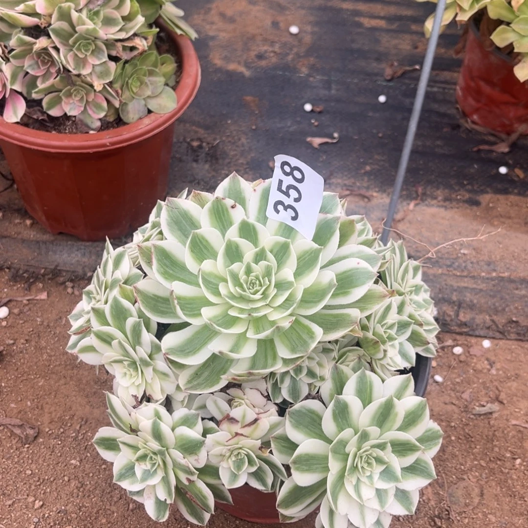 伊丽莎白多肉法师358