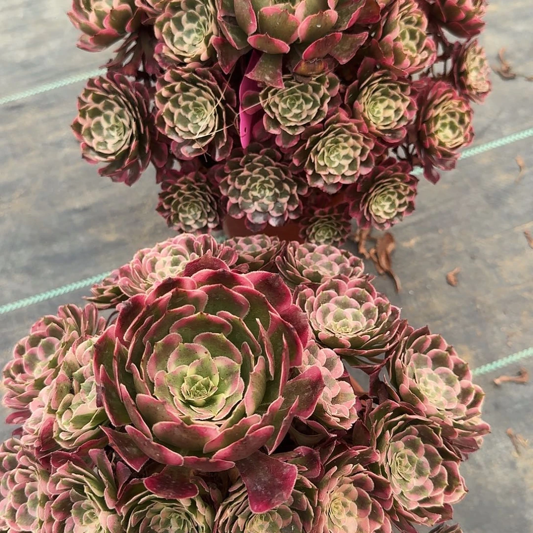 育***店0159/二棵霁月法师发货发货