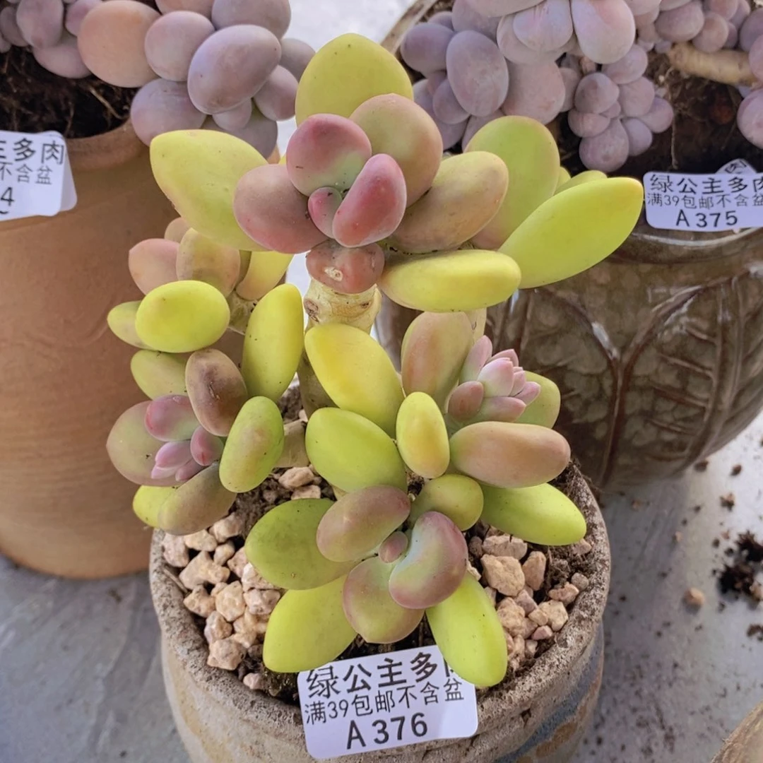 芒果奶老桩12cm376多肉植物