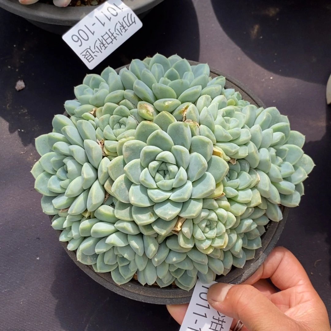 两单包邮1011-110厚叶月影