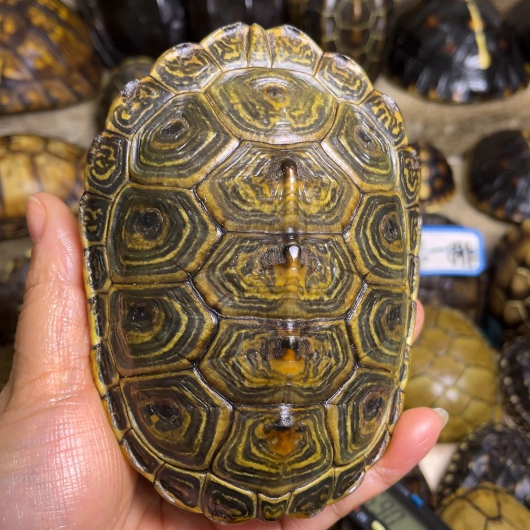 新骨瓷空*芦精品龟壳摆件