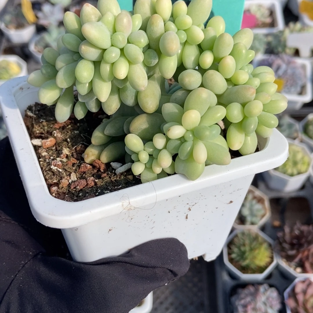 1596汤圆缀多肉植物多肉
