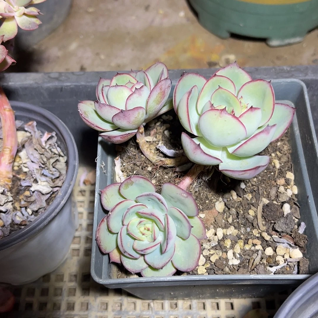 三头荷花一物一拍