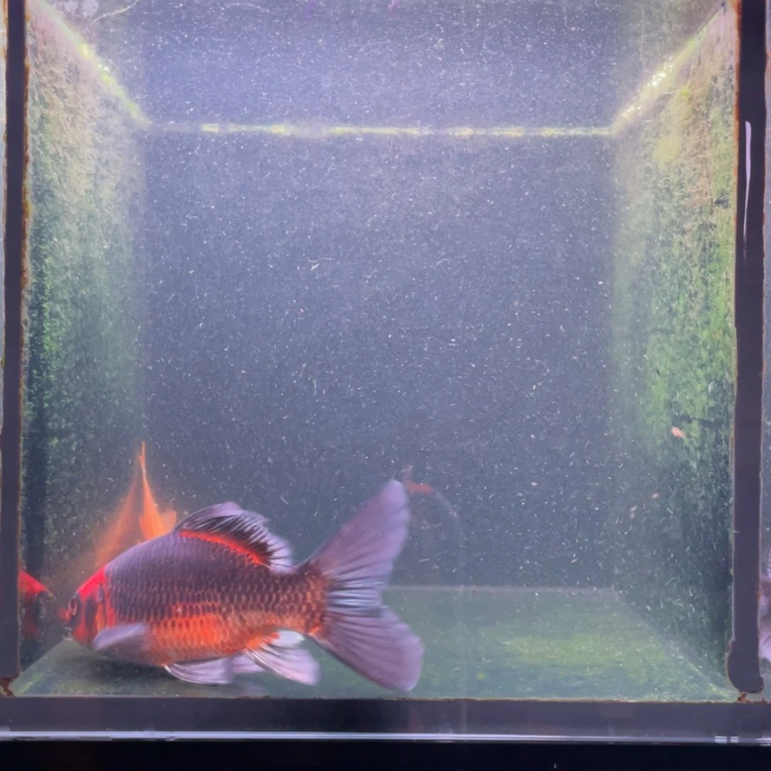海水鱼冀****511号红猫