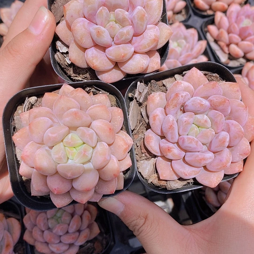 0610- 半夏单头一颗 量拍