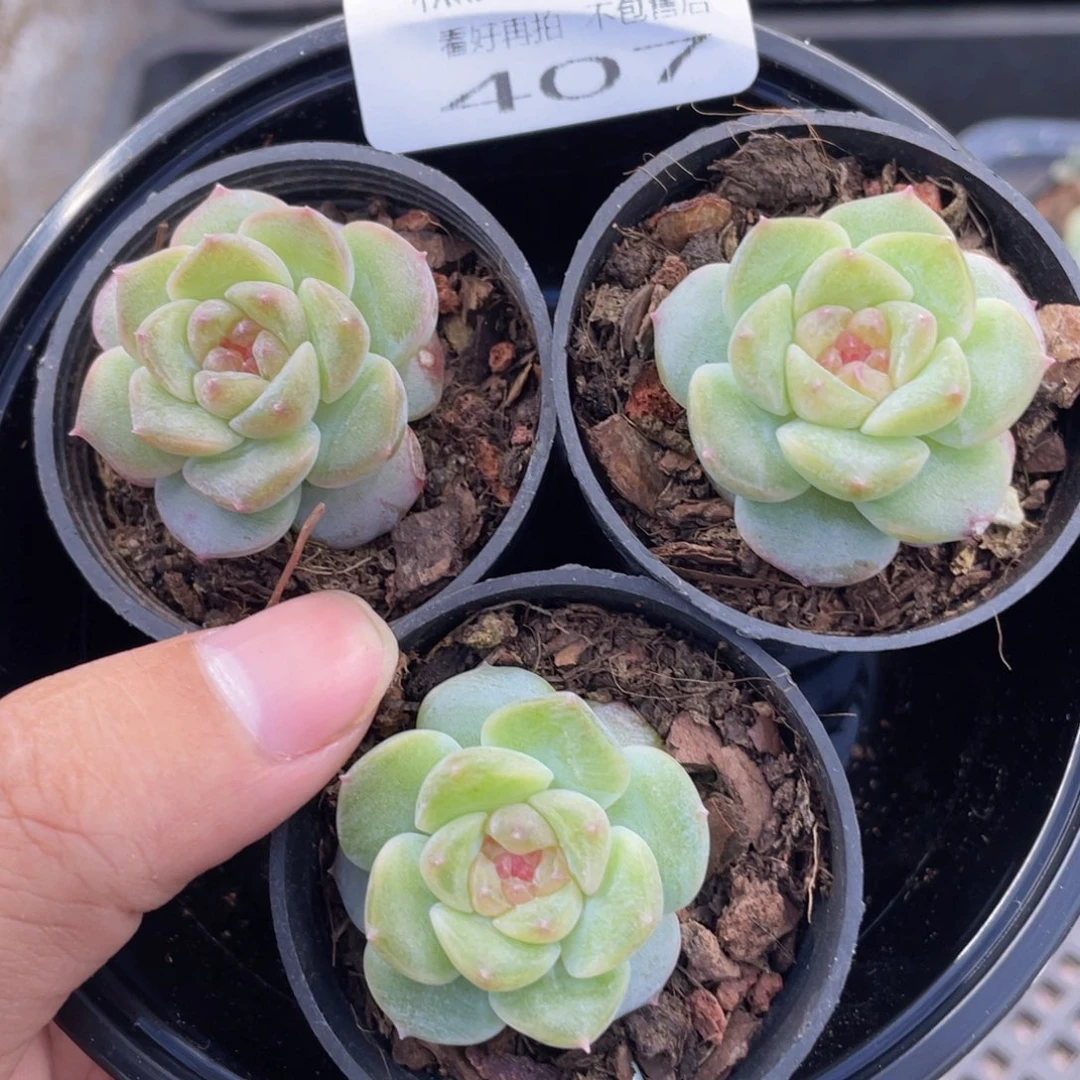 糕大上多肉植物407