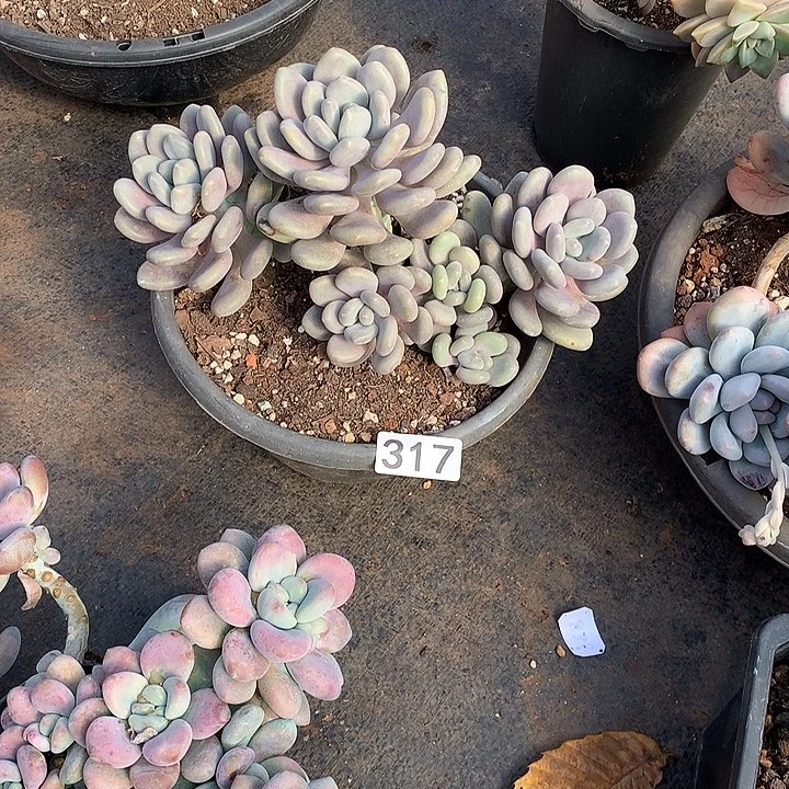 317月美人 一物一拍多肉