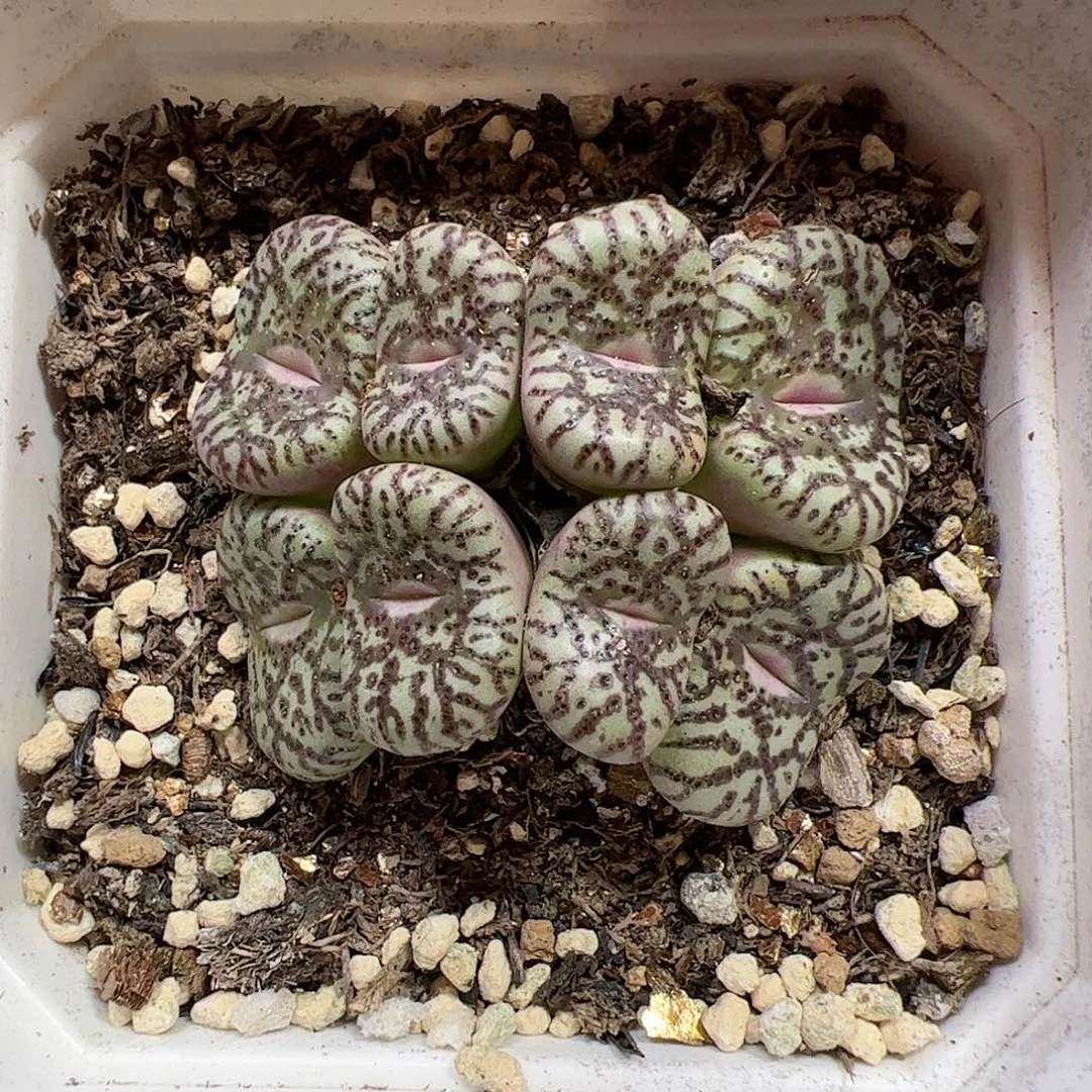 【闪购商品】361 霓虹