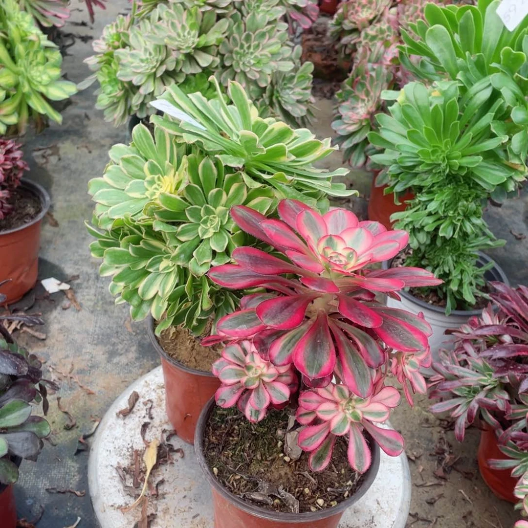 多肉植物组合2颗579