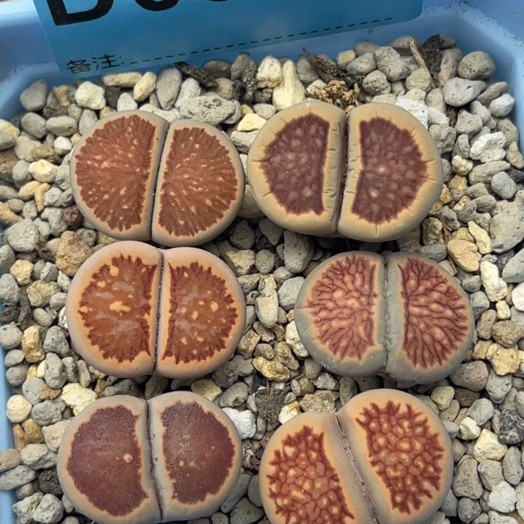 0960红窗菊六颗。