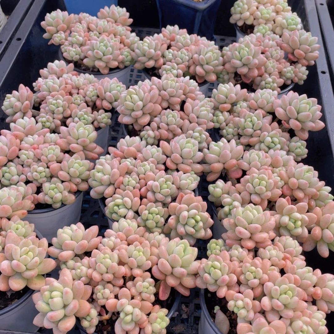 量拍54号 鱼子酱多头老桩手捧大群生一个