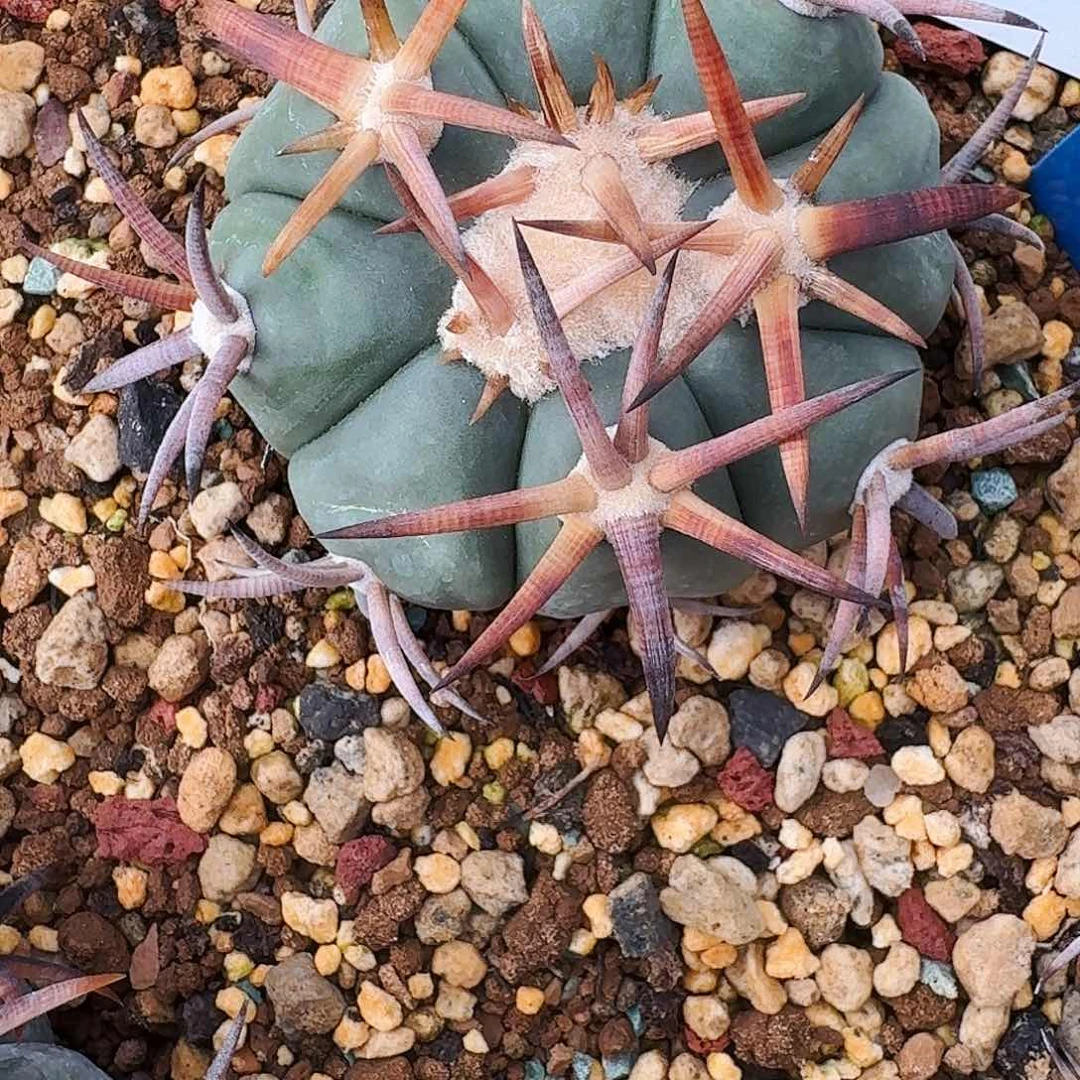 直播间，红鲤鱼，9卷，专拍，