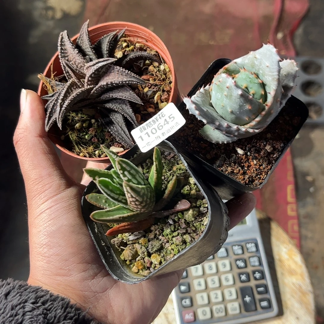 幸***店110645一物一拍单头