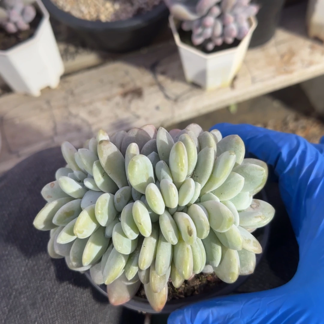 粉兔缀化五十包邮老桩