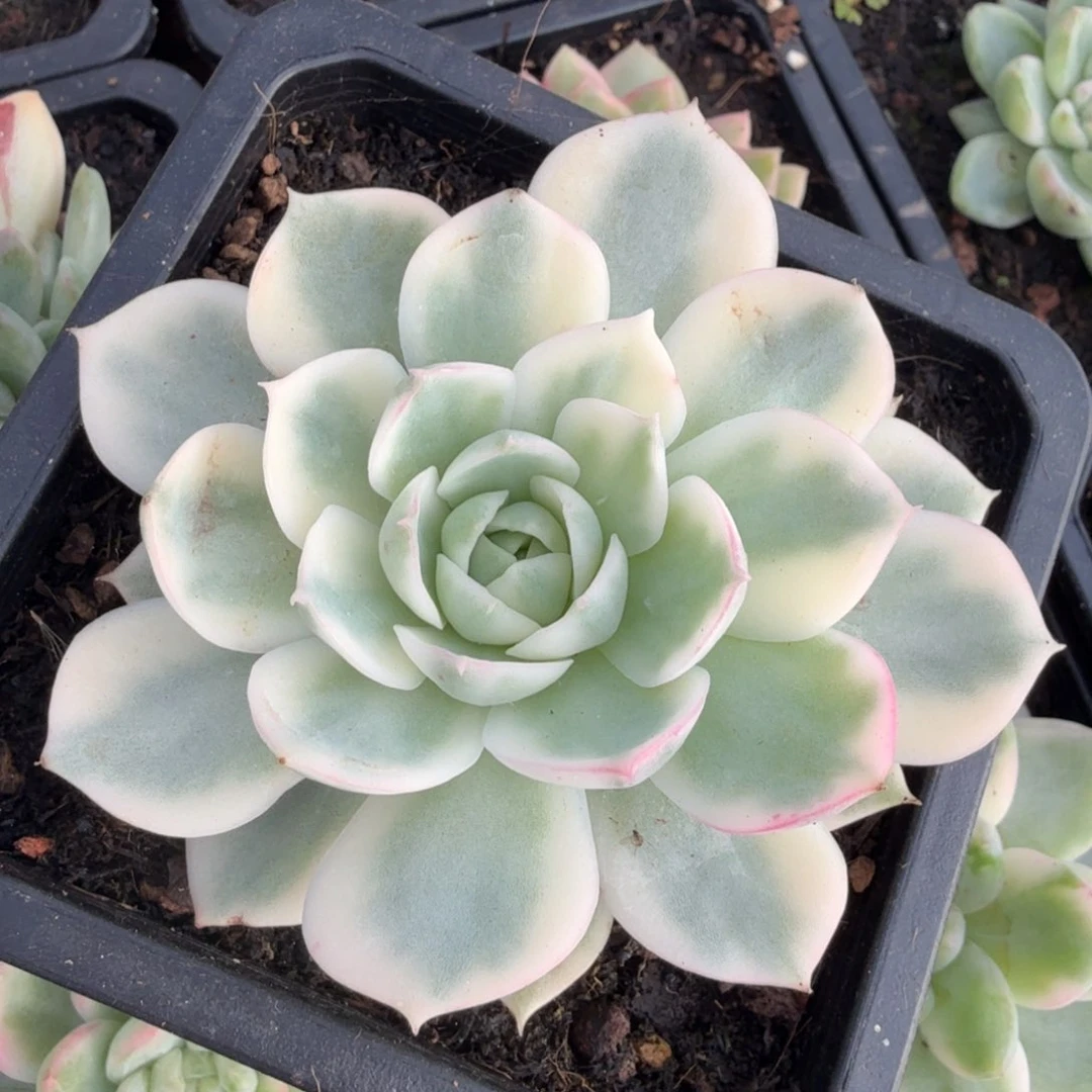 韩水晶腹轮锦模特