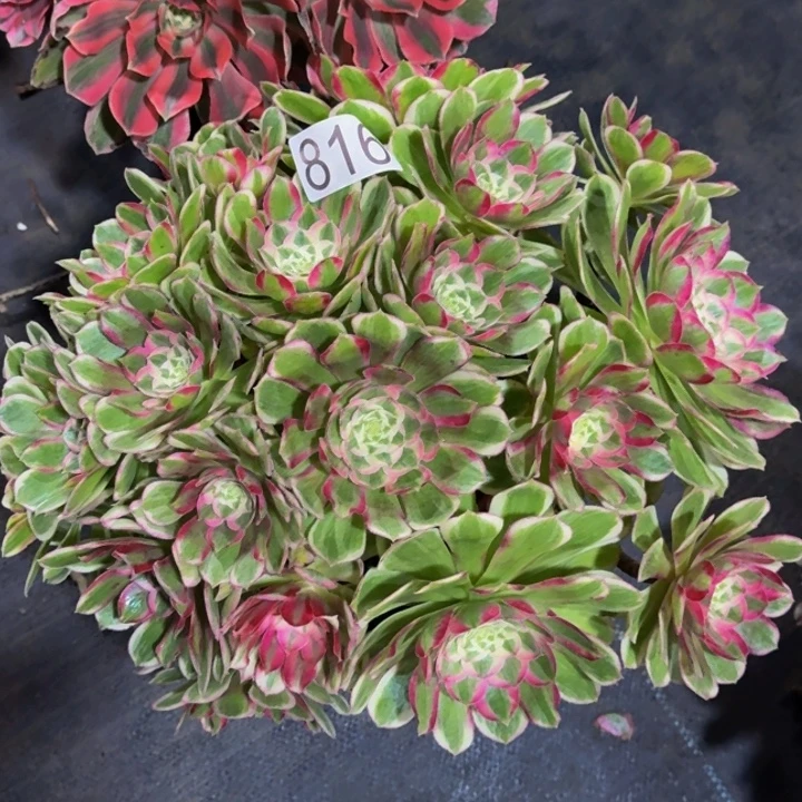 00000000000816孔雀翎