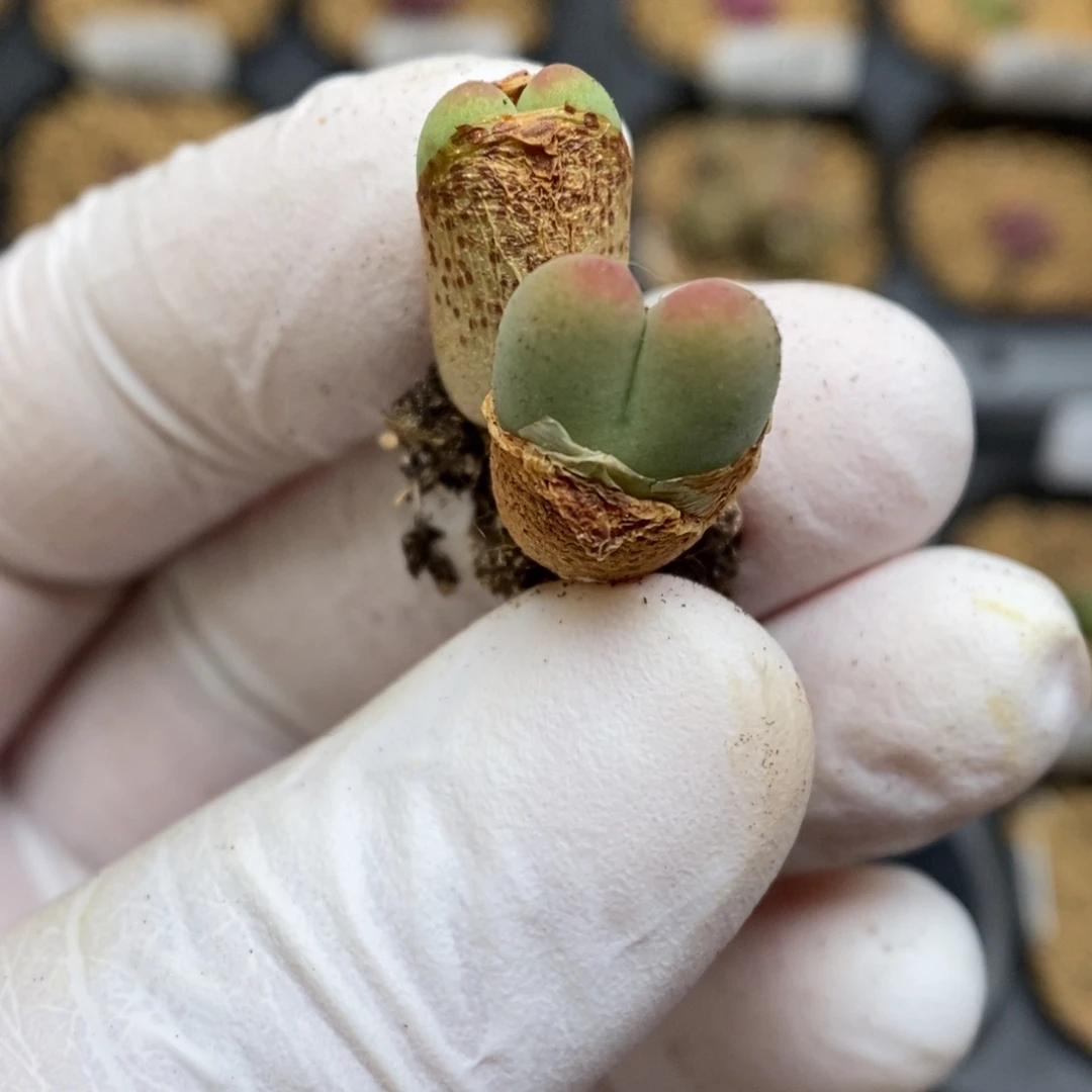 多肉植物肉锥杂交K-409 一颗