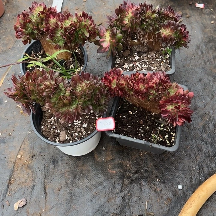 *****4颗缀化多肉植物0328